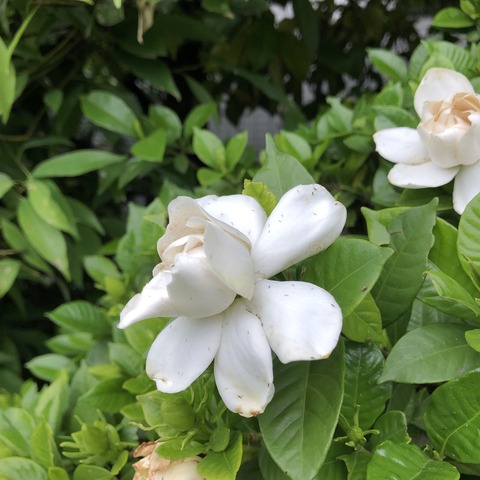 z8iPkTOSQQ2WqohIWOsltA