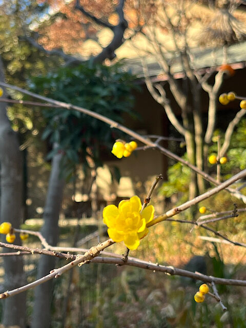 IMG_2025-01-24-105459