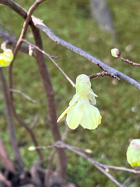 IMG_2026-03-13-134404