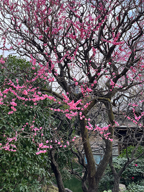 IMG_2026-01-24-095458