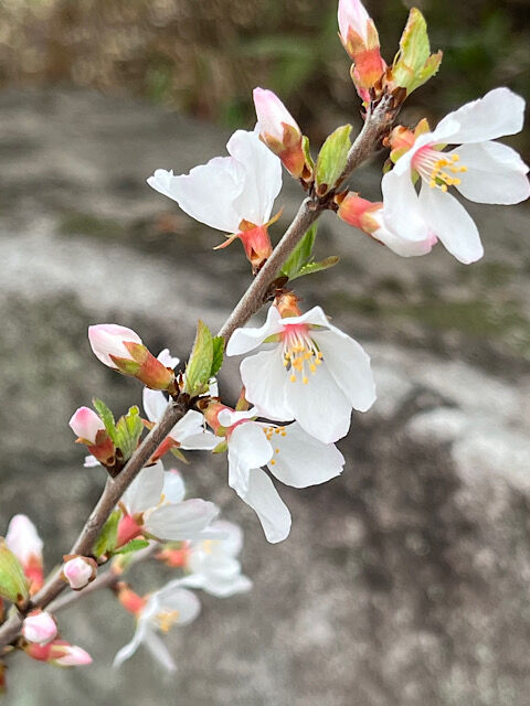 IMG_2026-03-19-141632