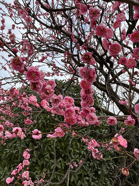 IMG_2026-01-30-090342