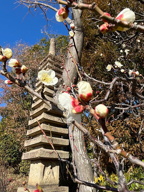 IMG_2026-02-06-184435