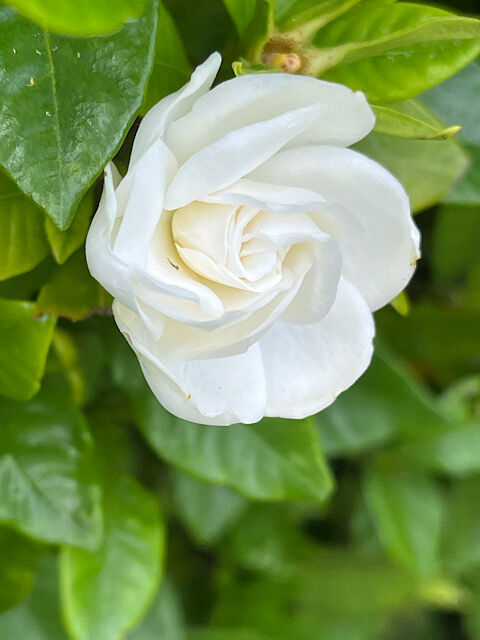 IMG_2023-6-30-085243