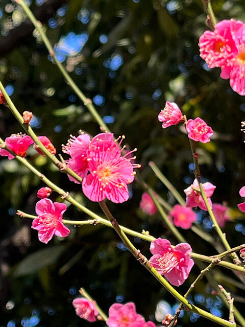 IMG_2026-02-06-184342