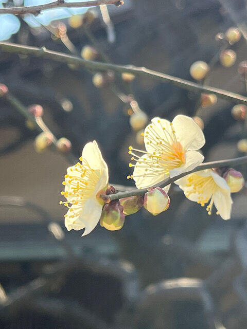 IMG_2026-02-06-184550