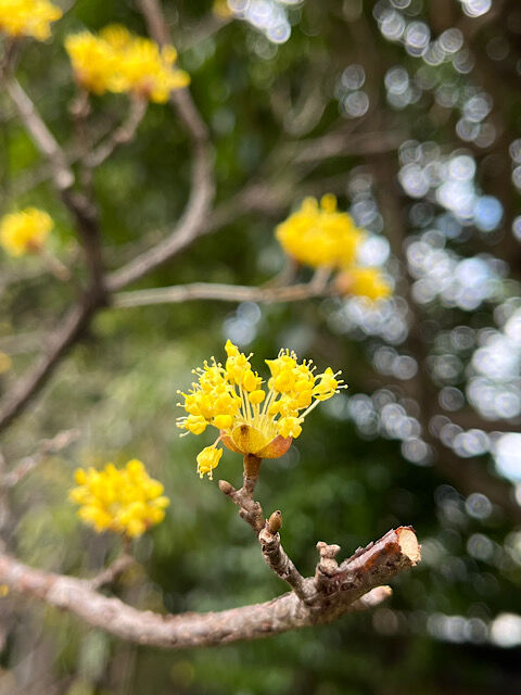 IMG_2024-03-09-111216