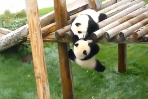 自由気ままに パンダ
