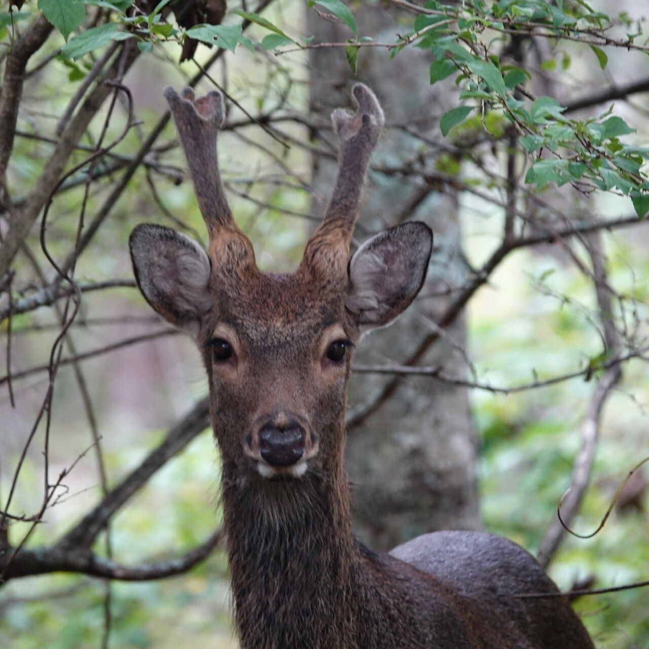 若い雄鹿さん Three Pine Trees