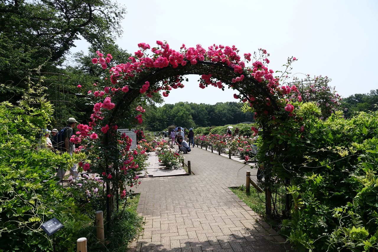 神代植物公園のバラ園にて Three Pine Trees