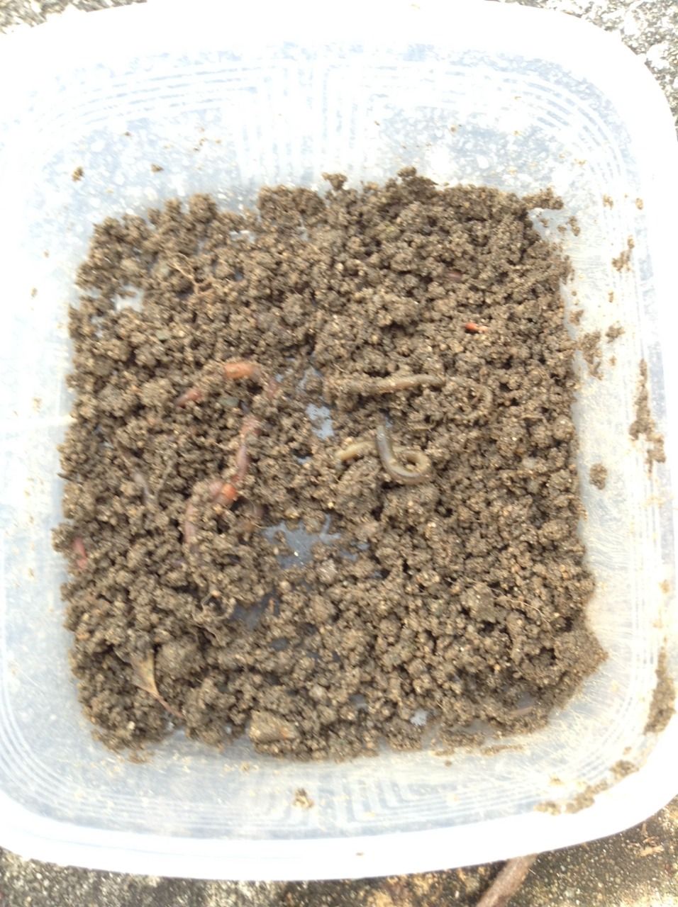 大泉緑地で人生二回目のヘラブナ釣りをしてきました Ryuti49のミニ四駆とか釣りやらいろいろと趣味ブログ