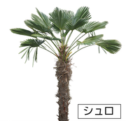 シュロ 植木市場の写真