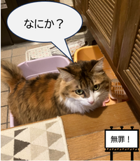 猫無実