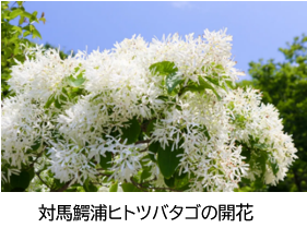 開化
