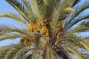 Date_tree_-_Phoenix_sp.縮小