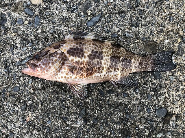 ハタ 釣って食べたい釣行記