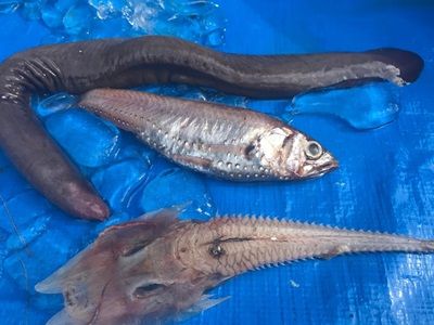 西伊豆 戸田 深海魚撮影会 釣り 釣って食べたい釣行記