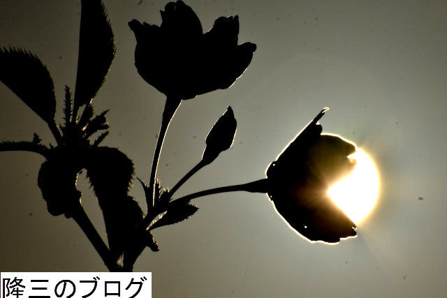 桜と光りの画像 3 隆三のブログ 桜と光りの画像 3 隆三のブログ