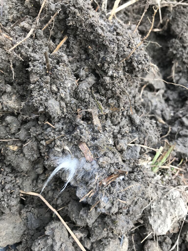 畑にカビ 白いふわふわなものが生えている 初心者の畑作りブログ 畑にカビ 白いふわふわなものが生えている 初心者の畑作りブログ