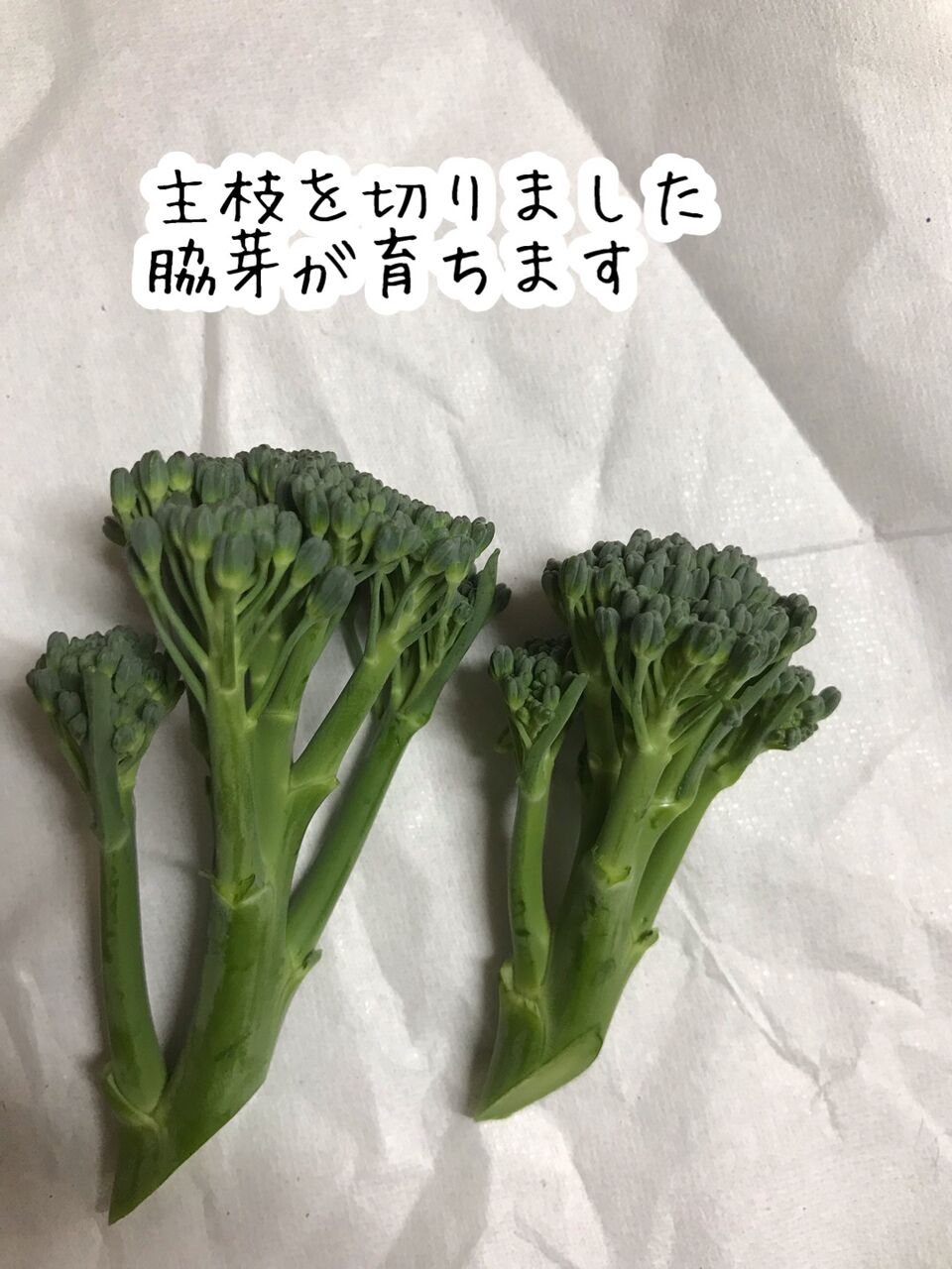 4月中旬の畑 アスパラガスに枝豆に茎ブロッコリー 初心者の畑作りブログ