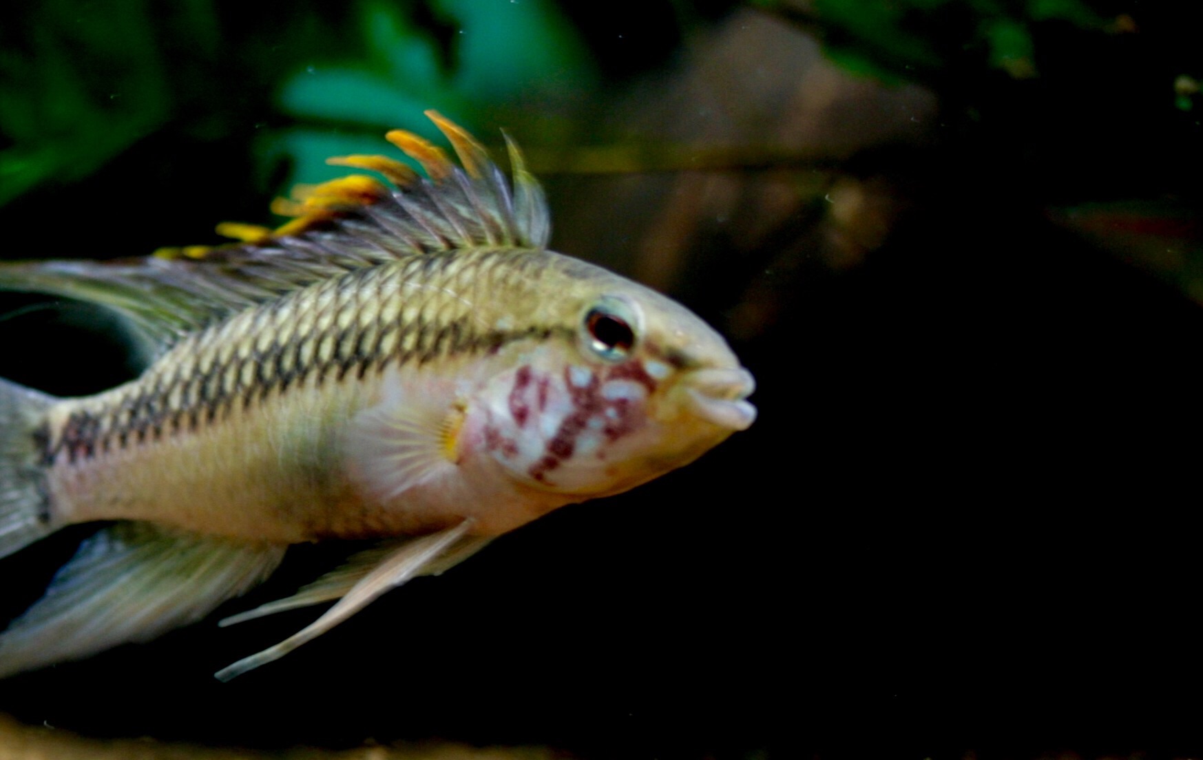 Sp Rio Cuiari Dwacichlog Aqua Na Life