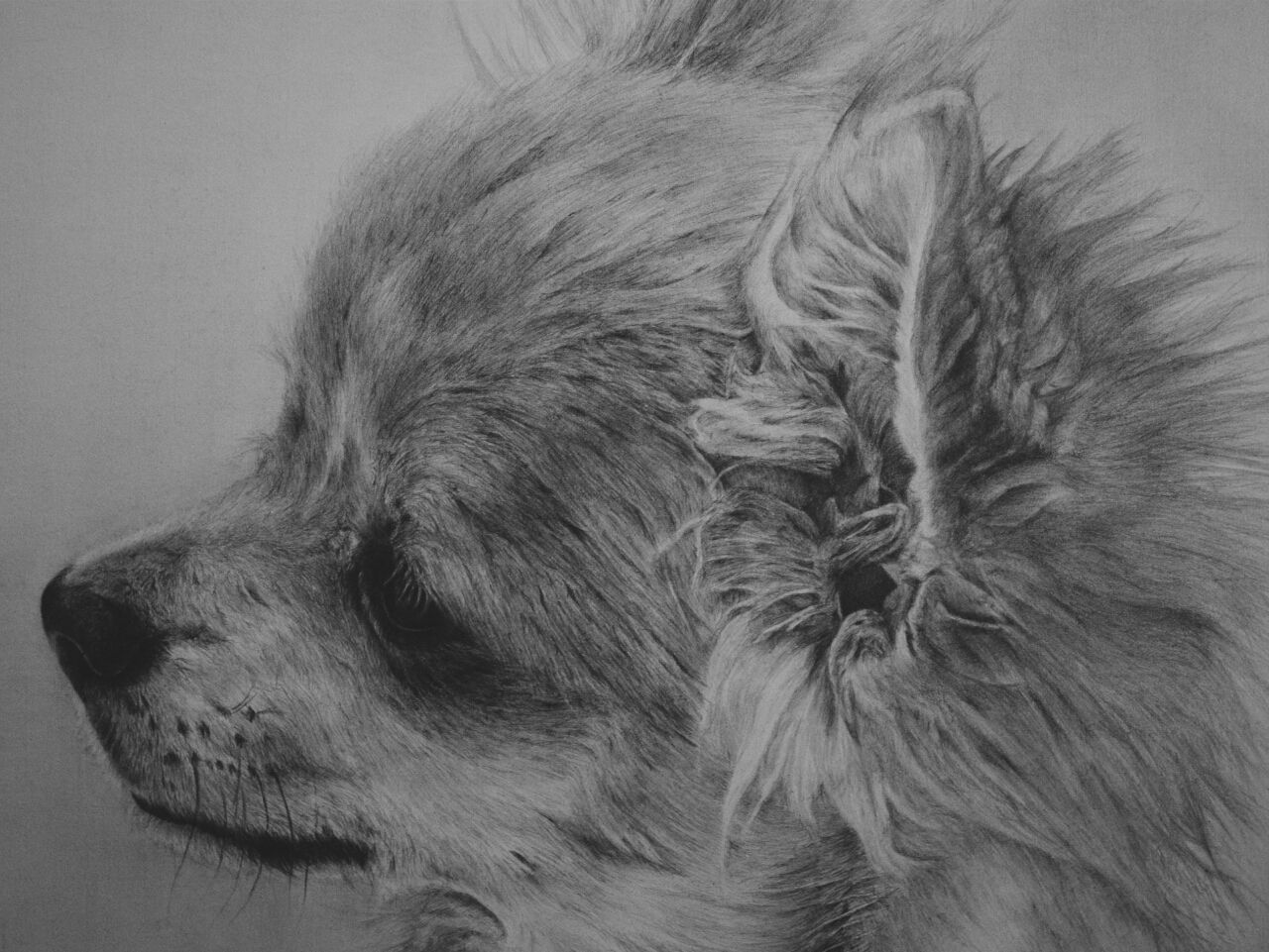 動物鉛筆画 チワワのくう 憂鬱 鉛筆画 鉛筆画 芝田誠二 動物鉛筆画 チワワのくう 憂鬱 鉛筆画 鉛筆画 芝田誠二