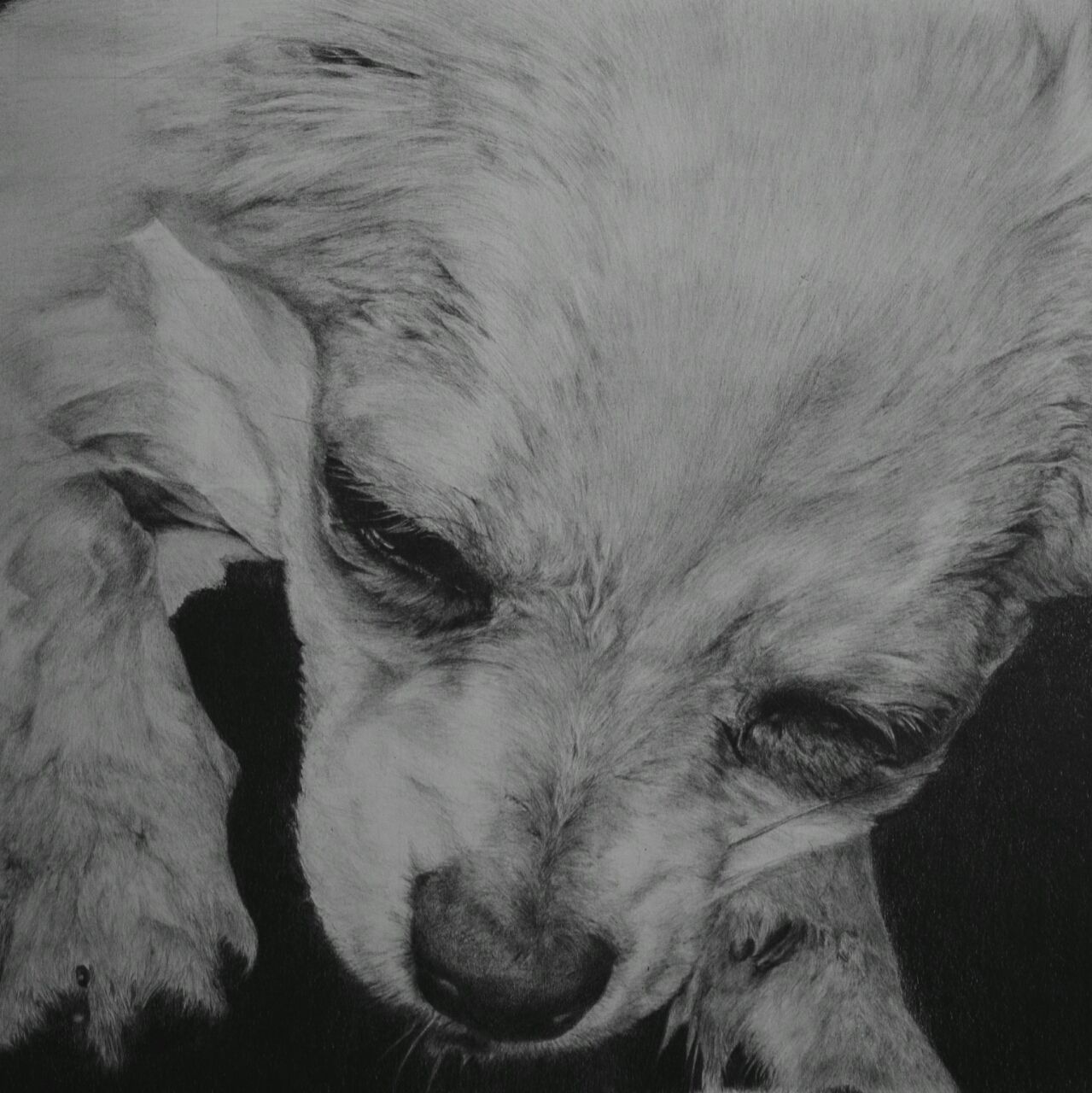 動物鉛筆画 チワワのくう睡眠 鉛筆画 鉛筆画 芝田誠二 動物鉛筆画 チワワのくう睡眠 鉛筆画 鉛筆画 芝田誠二