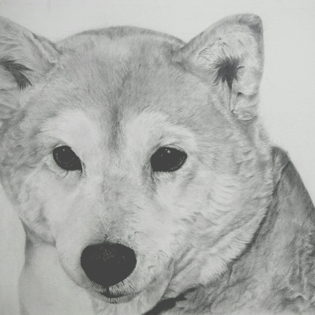 動物鉛筆画 柴犬のさくらさん めす犬 鉛筆画 芝田誠二