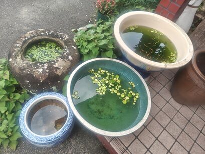 しーがる③