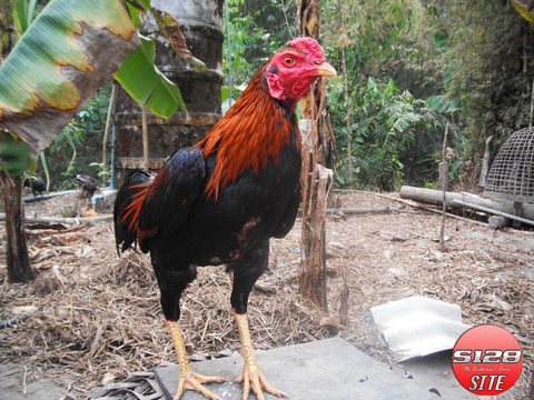 Sejarah-Muncul-Ayam-Bangkok-Di-Indonesia