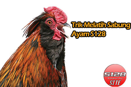 Trik Melatih Sabung Ayam S128