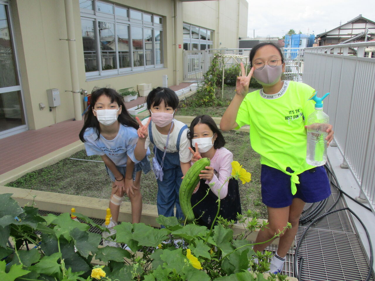 ４年生 ヘチマの観察 本木小学校 お知らせ