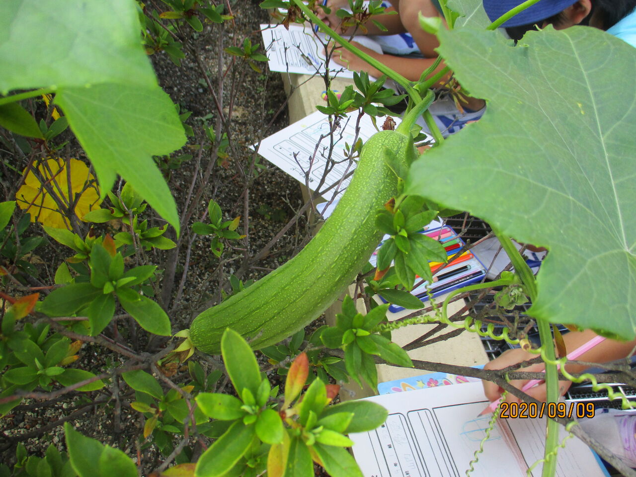 4年生 ヘチマの観察 本木小学校 お知らせ
