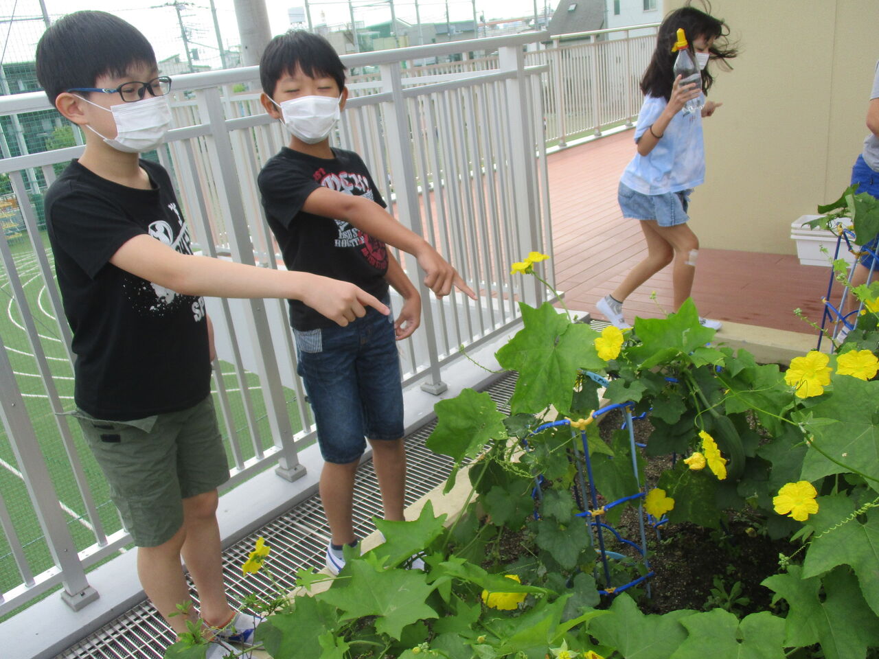 ４年生 ヘチマの観察 本木小学校 お知らせ