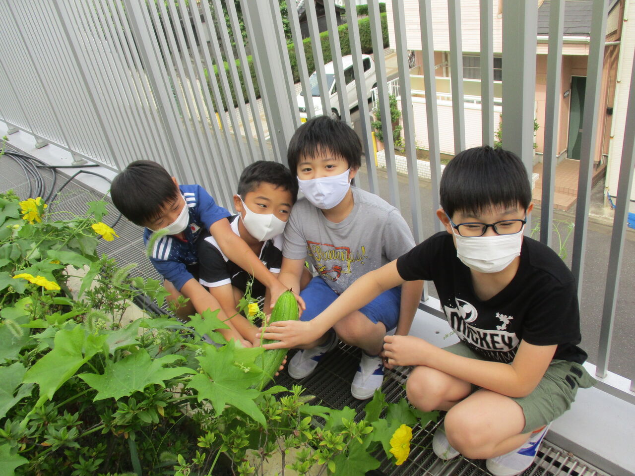 ４年生 ヘチマの観察 本木小学校 お知らせ