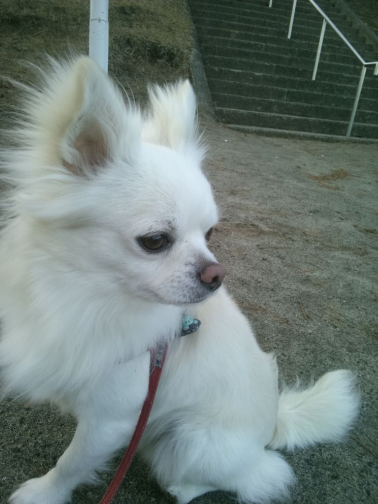 チョコ プリン 今日の散歩です パピヨンのプリン パピチワのチョコと一緒に
