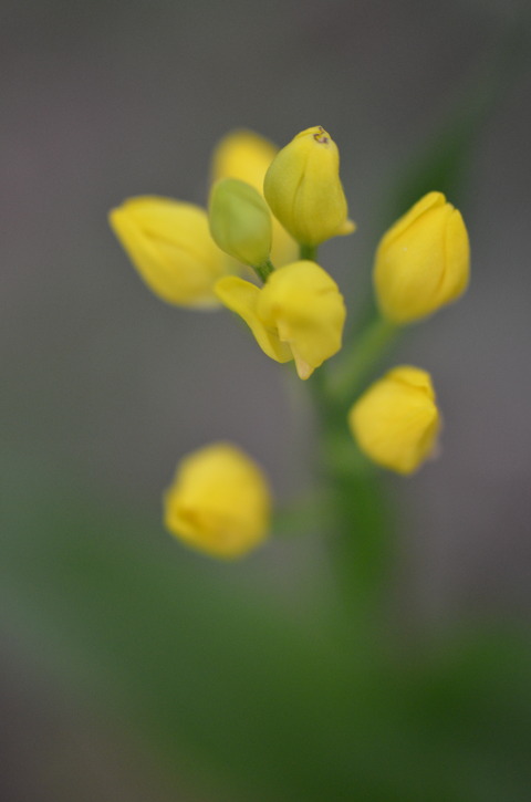 DSC_0133キンラン
