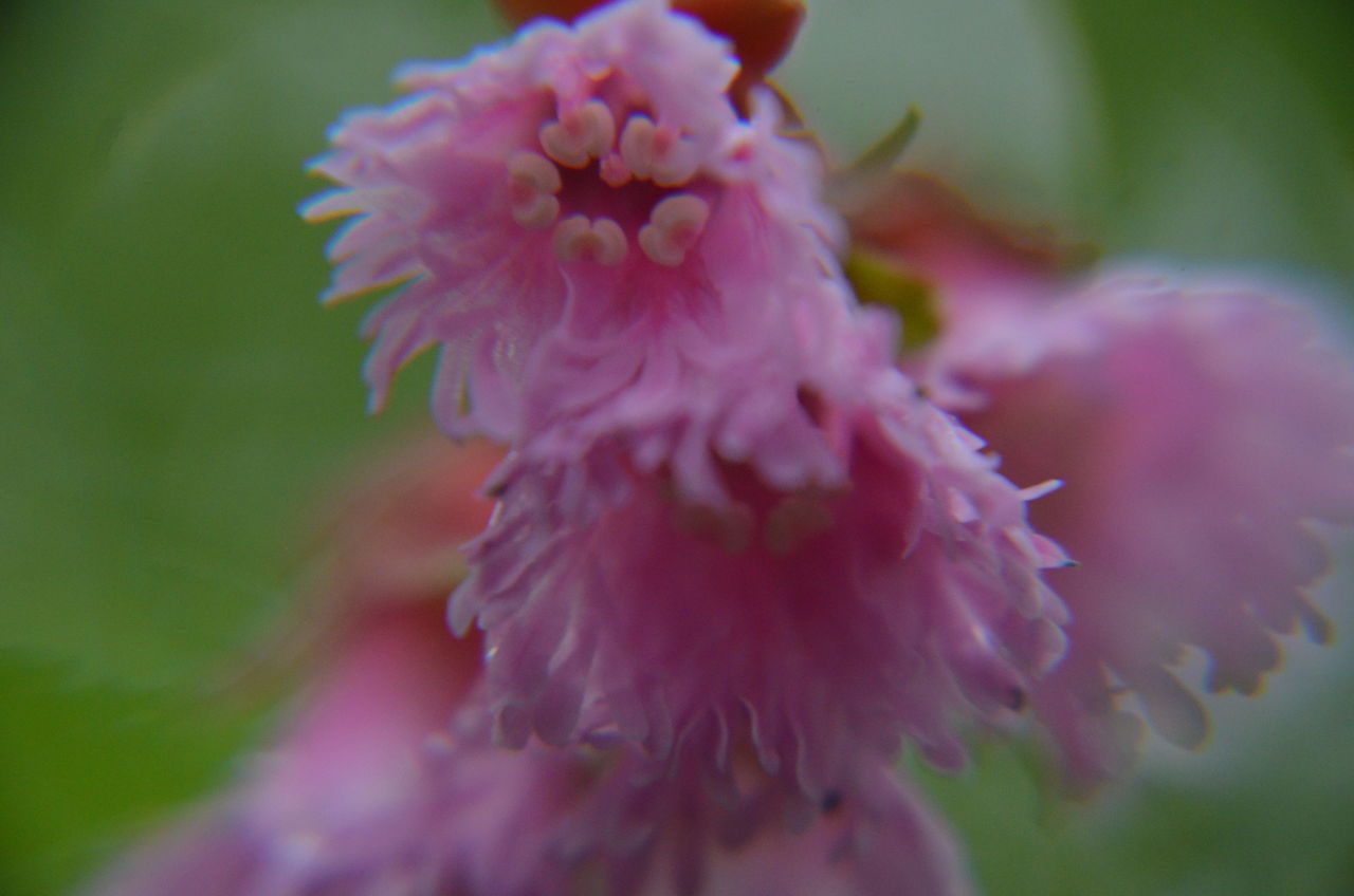 ツマトリソウ イワカガミ 東北アウトドア情報センター 略称 ｔｏｉ とい