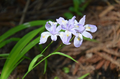DSC_0011ヒメシャガ