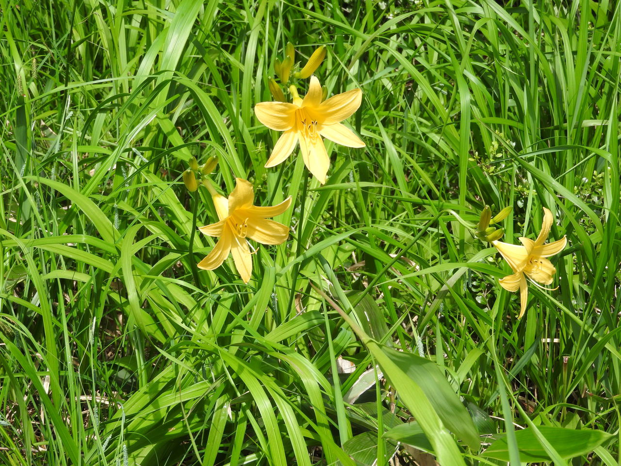 ゼンティカ ニッコウキスゲ ホタルブクロ 東北アウトドア情報センター 略称 toi とい ゼンティカ ニッコウキスゲ ホタルブクロ 東北アウトドア情報センター 略称 toi とい