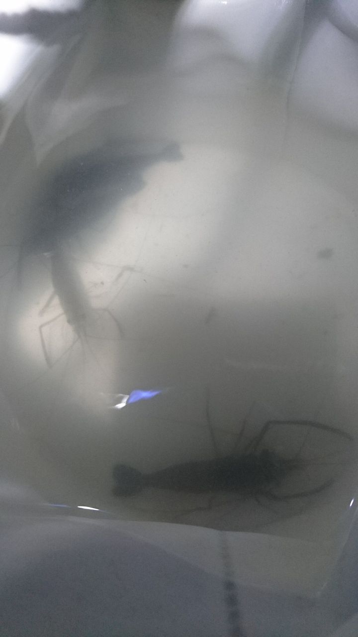 木曽川でテナガエビ採り エビ採り網をdiy 愛知県愛西市 また り日記 名古屋発バイク釣 りんぐ リトルカブとnc700xでのツーリングまとめ 木曽川でテナガエビ採り エビ採り網をdiy 愛知県愛西市 また り日記 名古屋発バイク釣 りんぐ リトルカブとnc700xでのツーリングまとめ