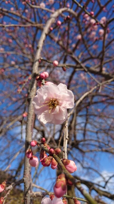 2月いなべ市梅林公園