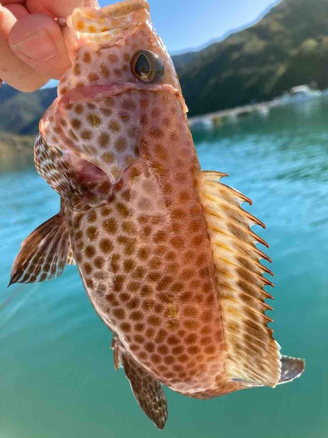 カマス狙い で紀伊長島でボート釣り 夜はアジングも 三重県紀北町 名古屋発バイクツーリング また り日記