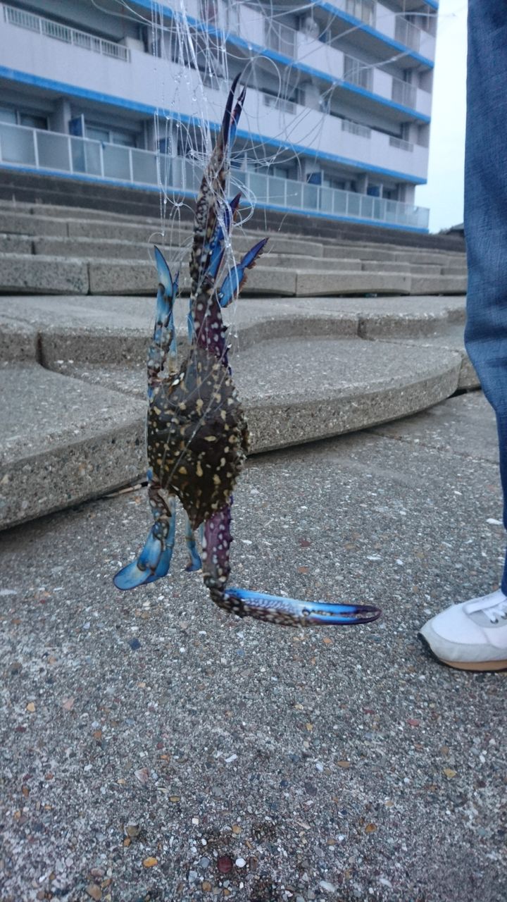 投げカニ網でワタリガニを捕って味噌汁に 愛知県常滑市 また り日記 名古屋発バイク釣 りんぐ リトルカブとnc７００xでのツーリングまとめ