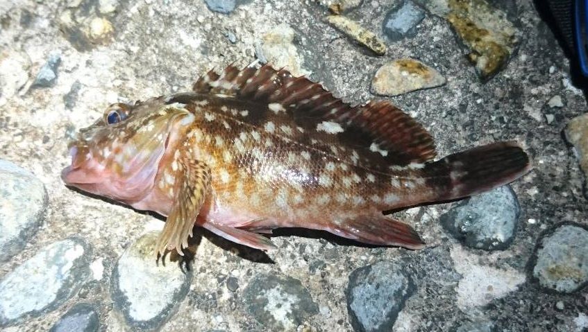 新舞子と大野漁港の間の突堤でまったり夜釣り 愛知県常滑市 名古屋発バイクツーリング また り日記