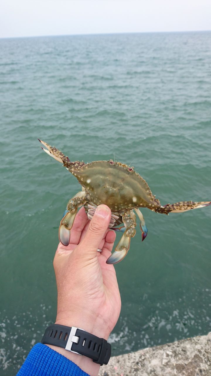 釣り 護岸 りんくう