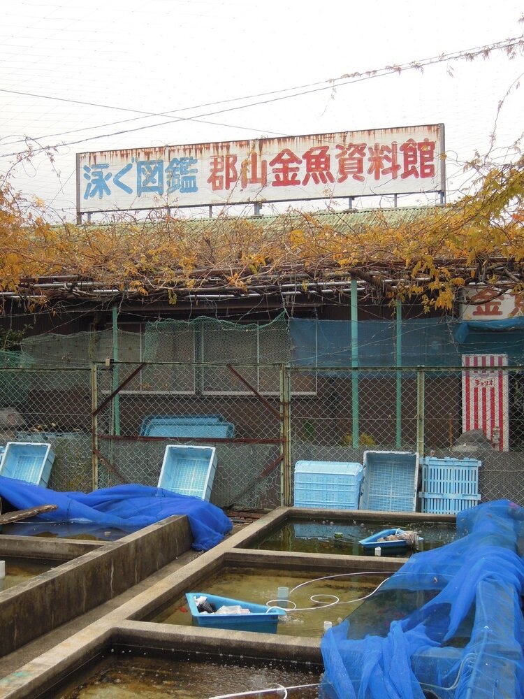 ナニコレ 珍百景 金魚の自動販売機 郡山金魚資料館 奈良県大和郡山市 名古屋発バイクツーリング また り日記