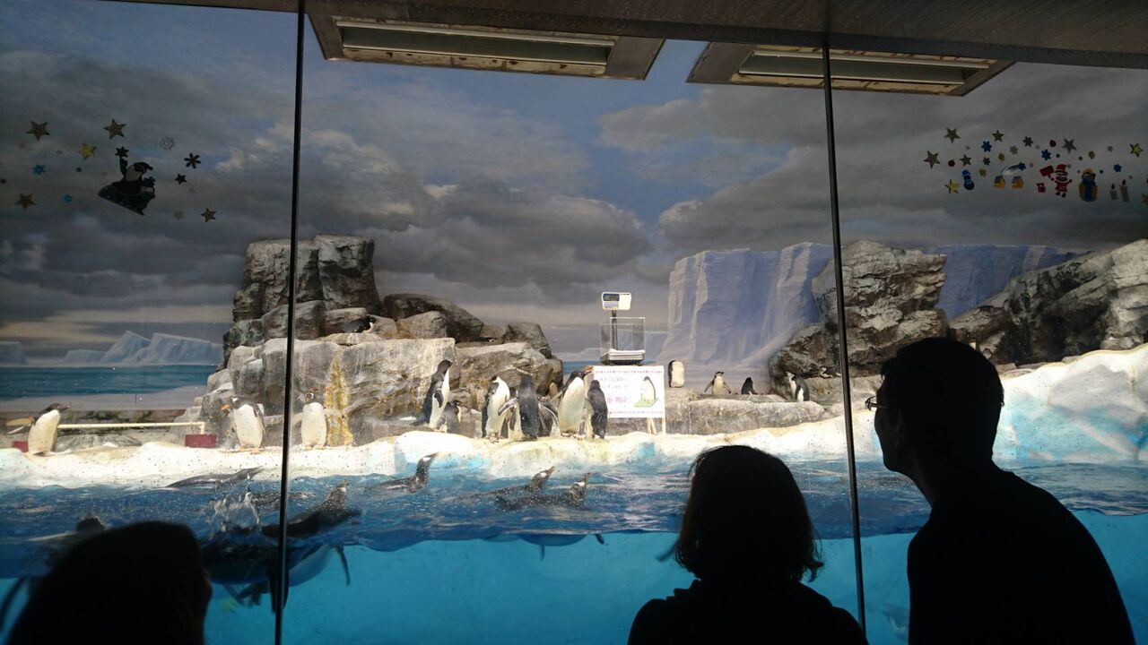 ペンギンの赤ちゃんの体重測定 冬でも暖かい名古屋港水族館 愛知県名古屋市 また り日記 名古屋 発バイク釣 りんぐ リトルカブとnc700xでのツーリングまとめ ペンギンの赤ちゃんの体重測定 冬でも暖かい名古屋港水族館 愛知県名古屋市 また り日記 名古屋 発バイク釣 りんぐ リトルカブとnc700xでのツーリングまとめ