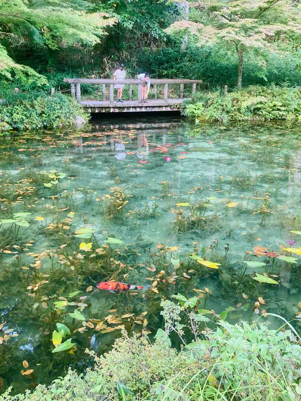 【モネの池】 Mone no Ike｜GifuTourist Attractions｜Japan Travel