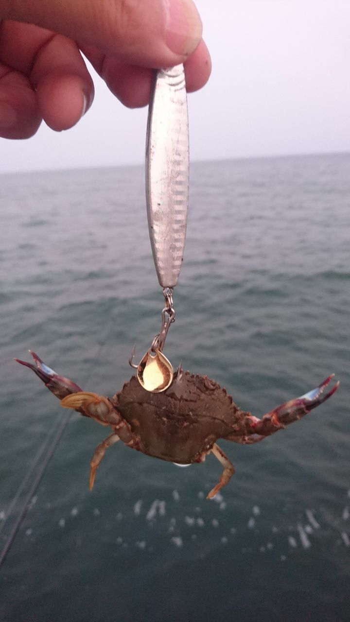 投げカニ網でワタリガニを捕って味噌汁に 愛知県常滑市 また り日記 名古屋発バイク釣 りんぐ リトルカブとnc７００xでのツーリングまとめ